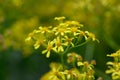 Golden ragwort Senecio doria, star-like yellow flowers in close-up